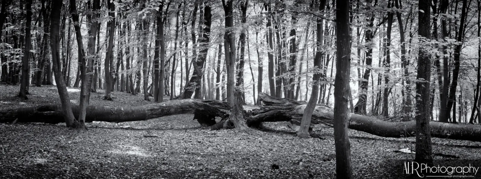 Torn in Two - Which way to fall?