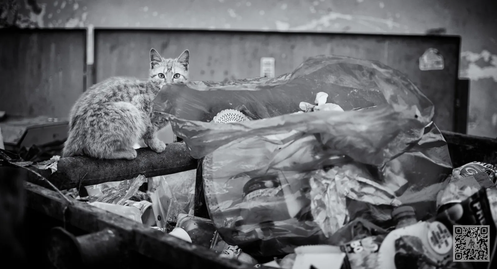 Kitty Litter